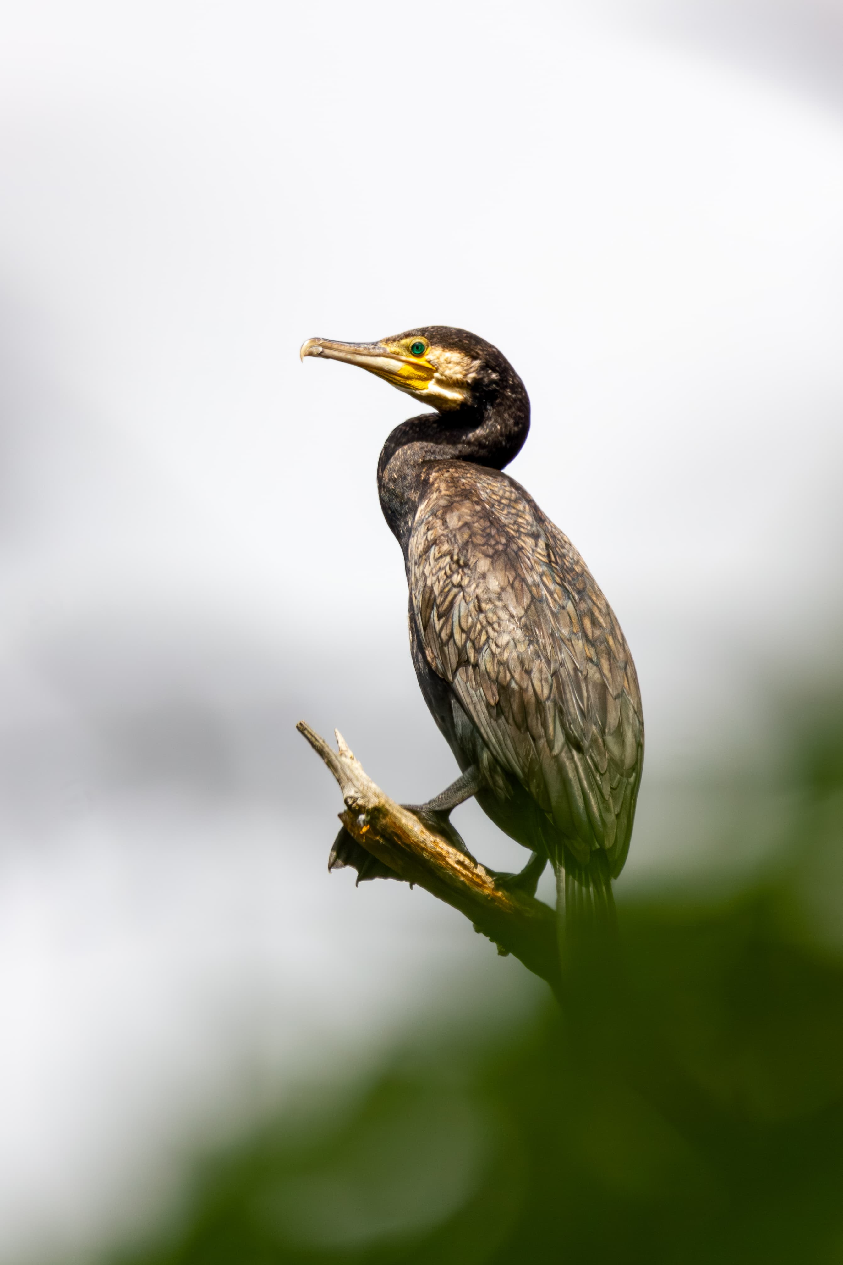 Kormoran im Baumwipfel